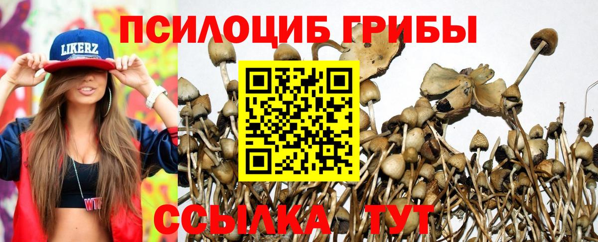 Псилоцибиновые грибы GOLDEN TEACHER  Псилоцибиновые грибы Cubensis  Вход с VPN  Новокубанск 
